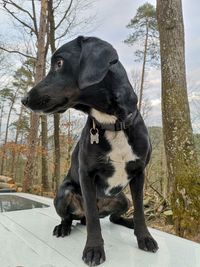 Black dog looking away