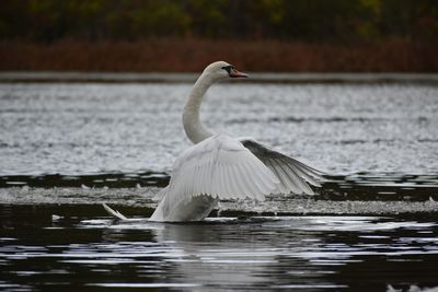 Swan flapping it's wings on the lake