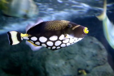 Close-up of fish swimming in sea