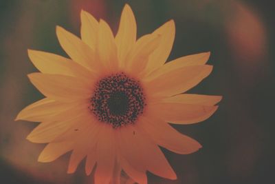 Close-up of yellow flower