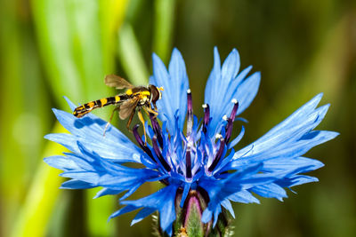 Close-up of bee pollinating on blue flower