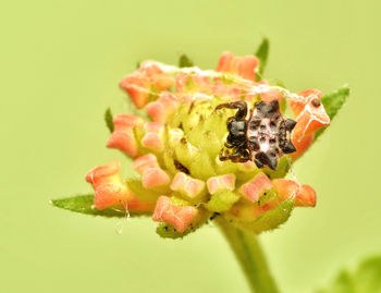 Close-up of insect pollinating flower