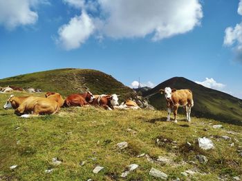 Cows grazing in a field