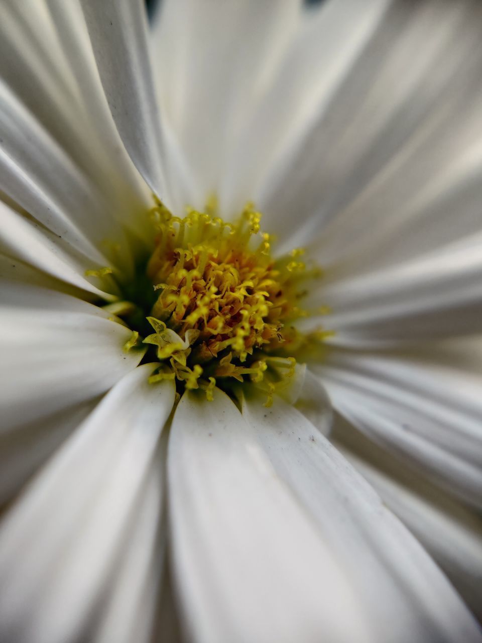 CLOSE-UP OF WHITE FLOWER IN POLLEN