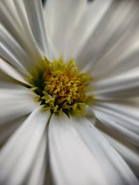 Close-up of white flower