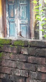 Close-up of cat on house window