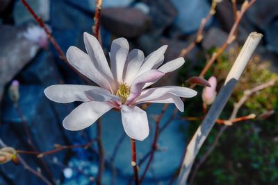 Close-up of white flowering plant