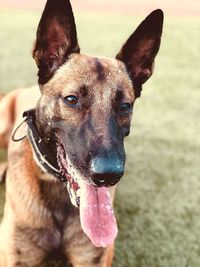 Close-up portrait of dog