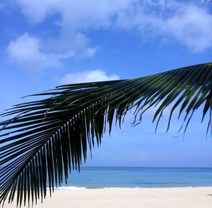 Palm trees on beach against sky