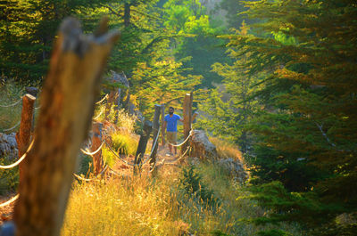 Trees in forest