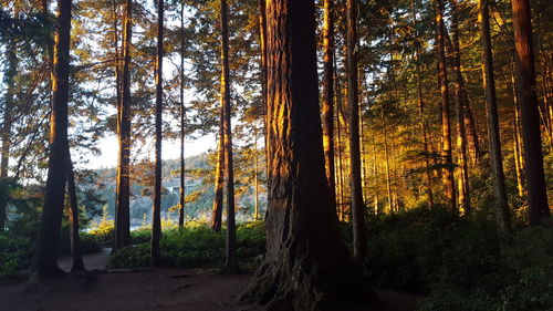 Trees in forest