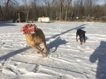 Two dogs on snow covered land