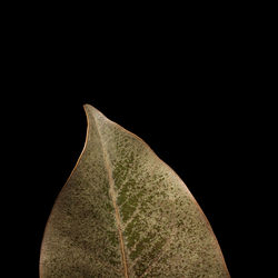 Close-up of sunlight falling on plant against black background