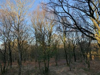 Bare trees in forest against sky