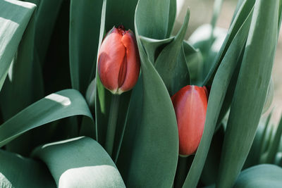 Close-up of red tulips