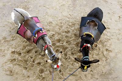 Horse cart on sand