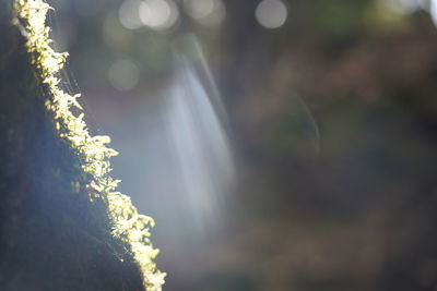 Close-up of plants against blurred background