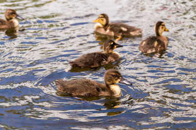 Ducklings swimming on lake