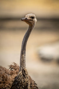 Close-up of female common ostrich watching camera