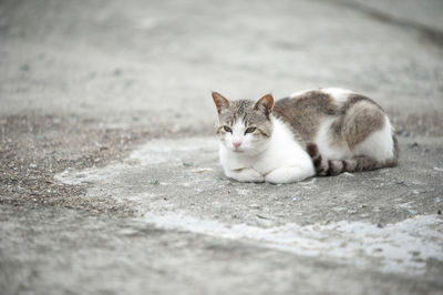 Portrait of cat lying on floor