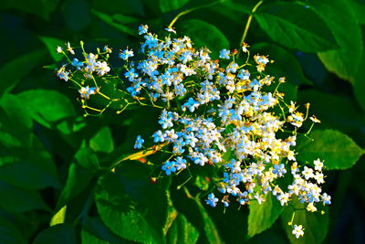 Close-up of white flowering plant