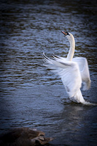 White swan in a lake