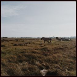 Scenic view of grassy field against sky