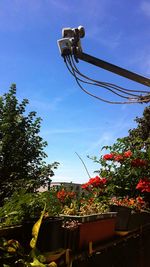 Low angle view of trees against blue sky