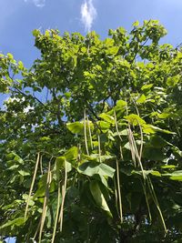 Low angle view of tree against sky