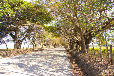 Footpath amidst trees