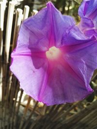 Close-up of pink flower