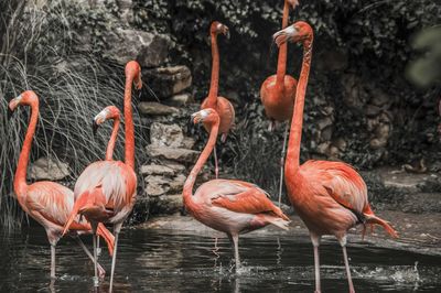 Flamingos in a lake