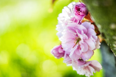 Close-up of pink flowers blooming outdoors