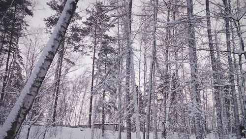 Bare trees in forest