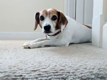 Portrait of dog at home