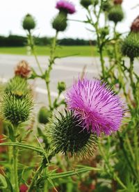 Close-up of purple thistle blooming on field