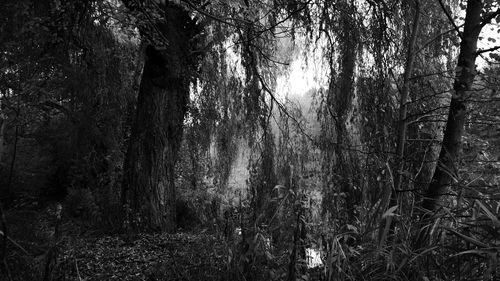 Trees in forest