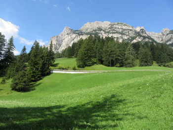 Alpine landscape with green pastures and firs against italian dolomites at summer . alto adige italy