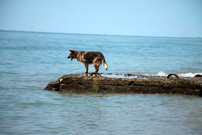 Dog on sea shore against sky