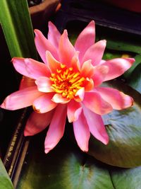 Close-up of pink flower