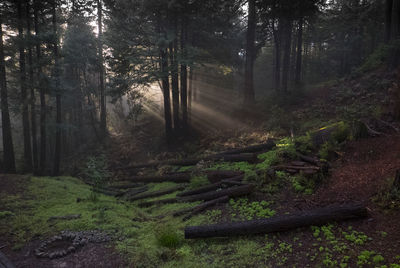 Trees in forest