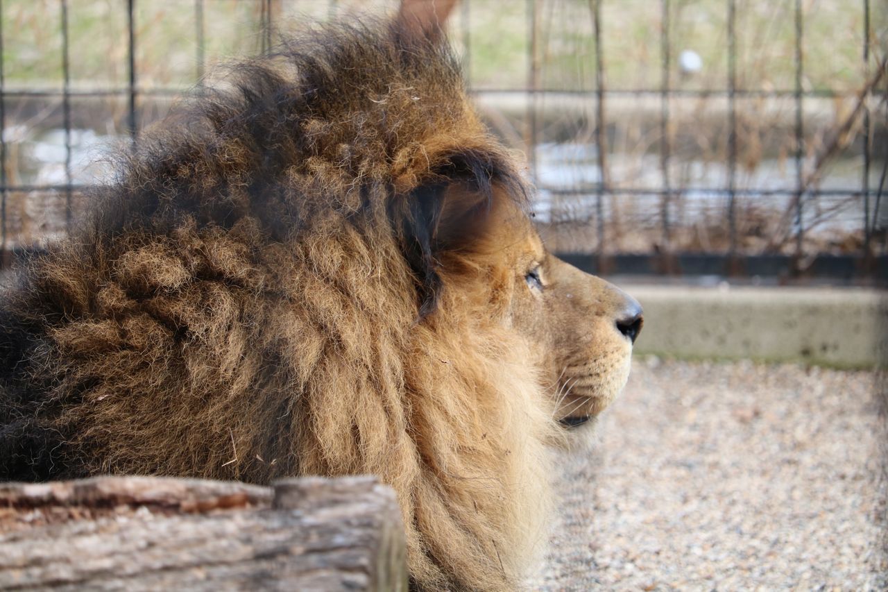 one animal, mammal, animal, animal themes, animal wildlife, focus on foreground, domestic animals, animal body part, looking, lion - feline, no people, pets, day, vertebrate, animals in captivity, animals in the wild, animal head, looking away, feline, zoo, profile view