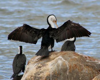 View of bird perching on lakeshore