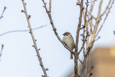 Low angle view of bird perching on branch