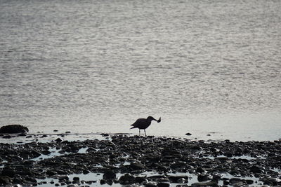 Silhouette bird perching on beach
