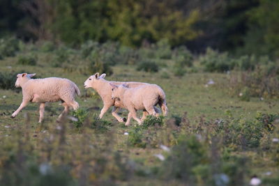 Sheep in a field