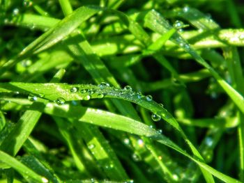 Close-up of water drops on plant