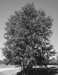 Trees on landscape