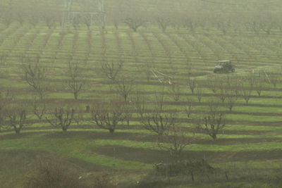 Scenic view of agricultural field