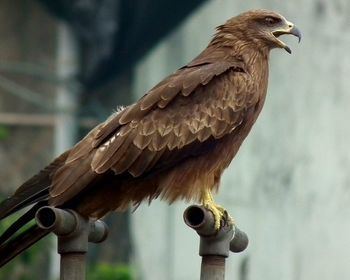 Close-up of bird perching outdoors